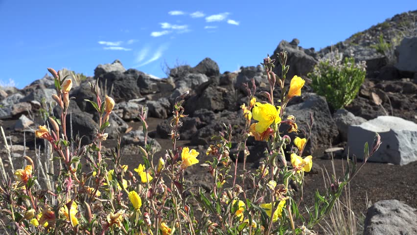 Mountain Haleakala National Park Barren Volcanic Plant Flower New Growth