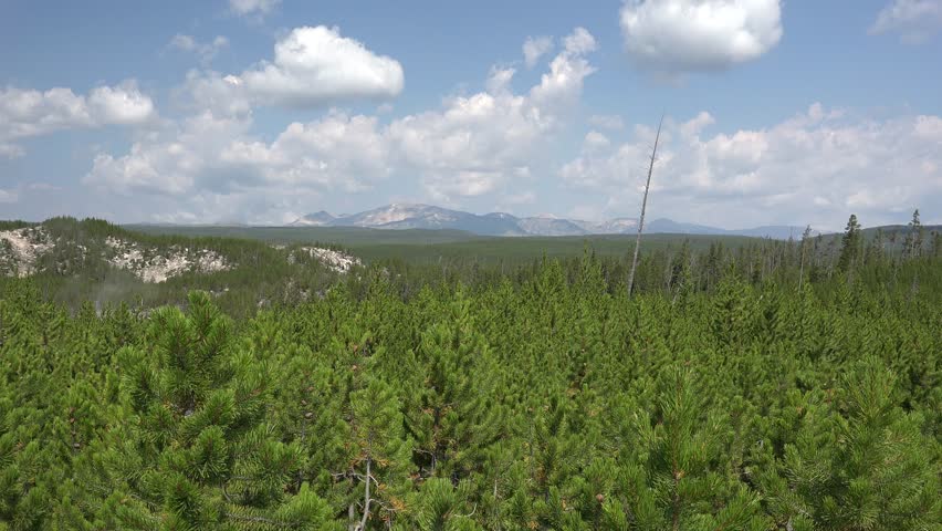 Yellowstone National Park Summer Blue Sky Recovery Succession Post Burn Fire
