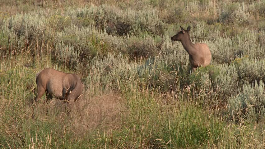 Elk Cow, Female Adult Young Pair Feeding Summer Eating Grass