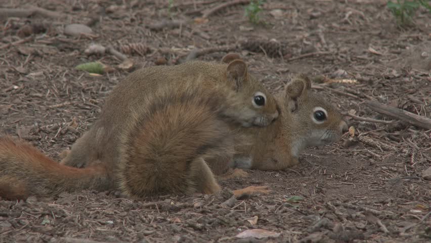 Red Squirrel Male Female Adult Stock Footage Video (100% Royalty-free ...