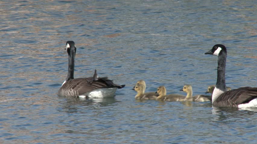 Canada Goose Male Female Adult Chicks Family Alarmed Fall