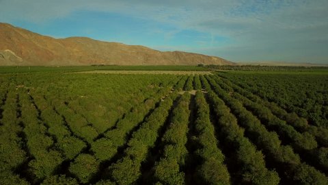 Orchards Aerial v1 Low flying over grapefruit orchards in Southern California.