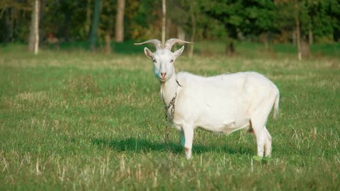 A white domestic goat standing on the farm eating seems looking for something. The domestic goat is a subspecies of goat domesticated from the wild goat of southwest Asia and Eastern Europe.