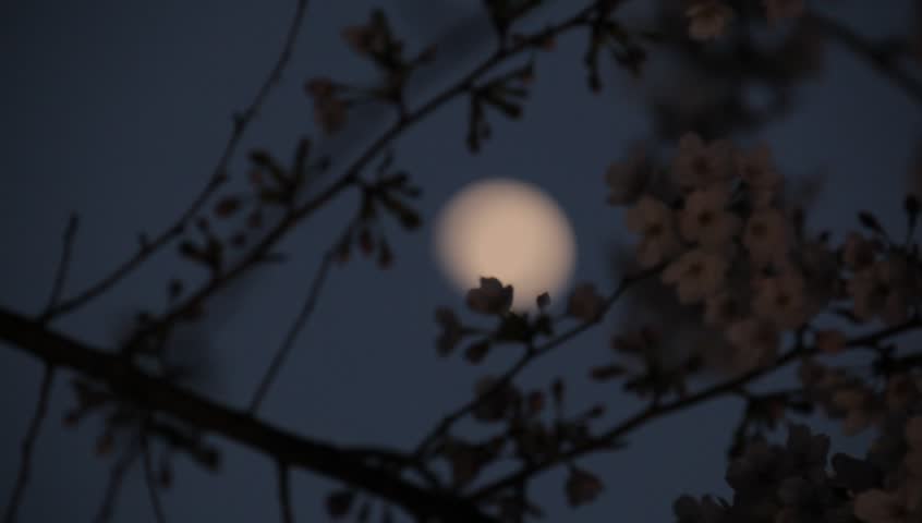 Full moon and cherry blossoms fluttering in the wind at night, Tokyo, Japan | Shutterstock HD Video #9668816