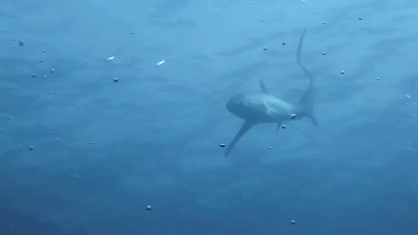 thresher shark is hunting sardines
at pescador island, philippines Royalty-Free Stock Footage #9669914