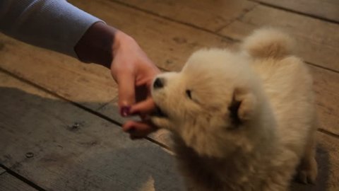 Baby puppy playing with woman's hand inside of house in Lijiang, China.. 
The Chow Chow is a dog breed originally from northern China, where referred to as Songshi Quan that means "puffy-lion dog". 