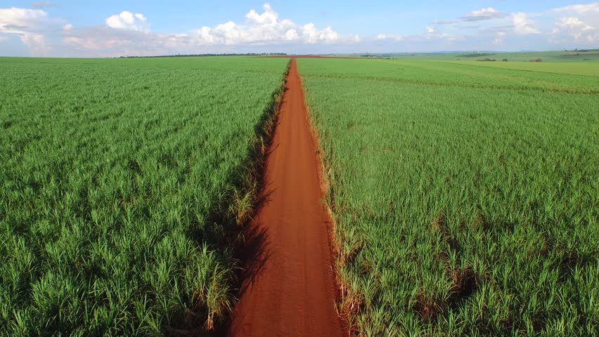 Sugar Cane Plantation in Sunny Stock Footage Video (100% Royalty-free