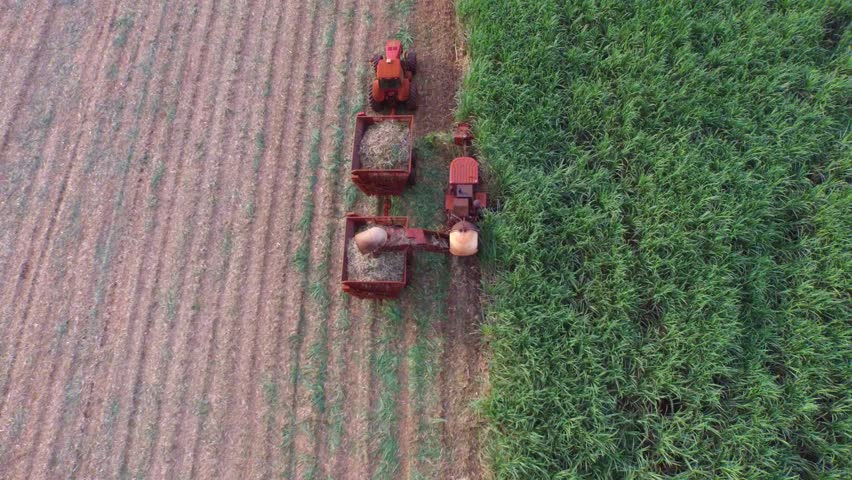 sugar cane harvest in sunny day in Brazil -  aerial view - Canavial