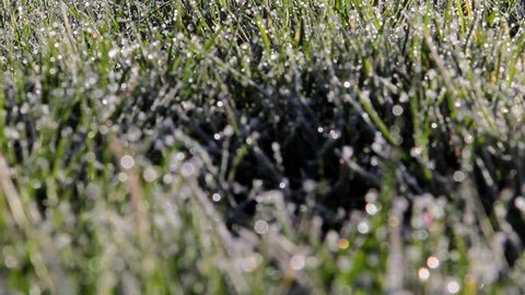 Grass Showing Morning Dew / Frost & Gentle Breeze / Wind Nature Beautiful Light Countryside - Wild Life Backgrounds

Location: Lichfield, Staffordshire, UK
Source: Canon 5D Mkiii
Date: 10 March 2015