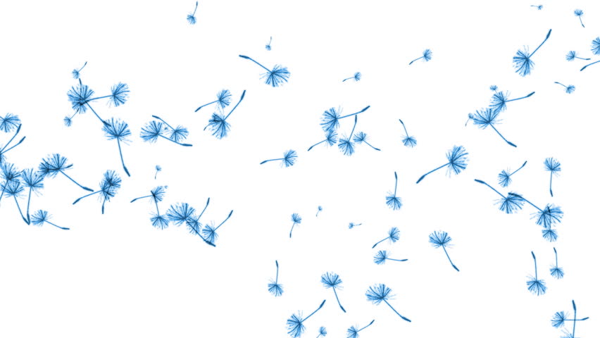 Blue dandelions flying against white