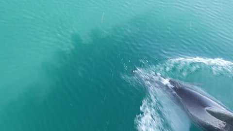 Dolphin swimming in front of a boat in the Bay of Islands New Zealand