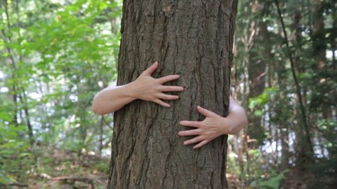 Hugging a tree. A woman puts her arms around a tree. 