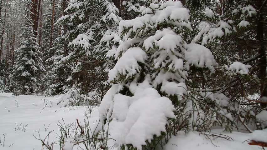 winter forest, slider