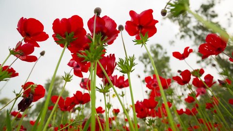 Beautiful Red Poppies flowers in windy day - shallow focus
Huge field of blossoming poppies