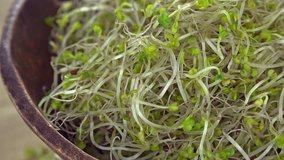 Rotating Broccoli Sprouts (not loopable)