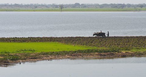 MANDALAY, BURMA - DEC 18, 2014: Unidentified Burmese kids from local village cultivate farm land using bulls. Rural areas around Taung Tha Man lake welcomes many tourists annually for sightseeing    