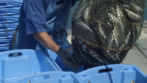 Commercial fishing industry fisherman putting fish catch on boat at fishing docks.
Fish from a fishing boat being processed and put into containers to be taken to the local fish market. 
