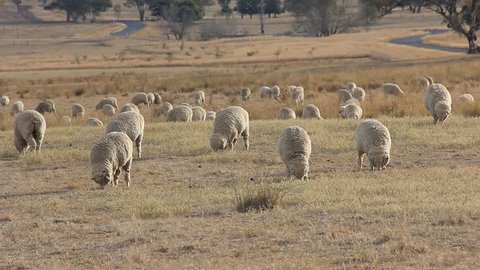 Sheep Farming Agriculture Rural Landscape Australia. Sheep farms are used to produce lamb meat and also wool industry production.