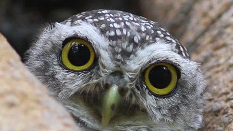 4K. Owl (Spotted owlet) in nature. Video Ultra HD, 4096 x 2304