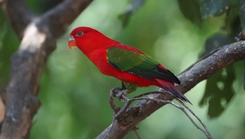 a beautiful red exotic parrot .