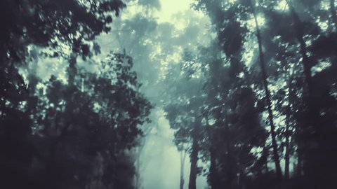 Smooth backward camera track through a dark forest