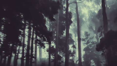 Camera track through a dark forest