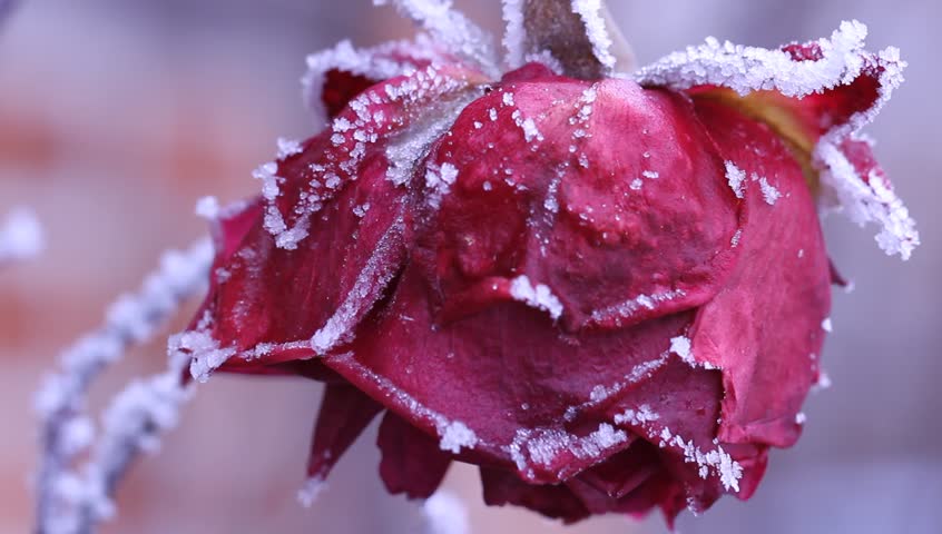 Blossom of a red rose in winter