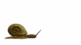Snail walking on a white background