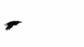 A crow flying on a white background