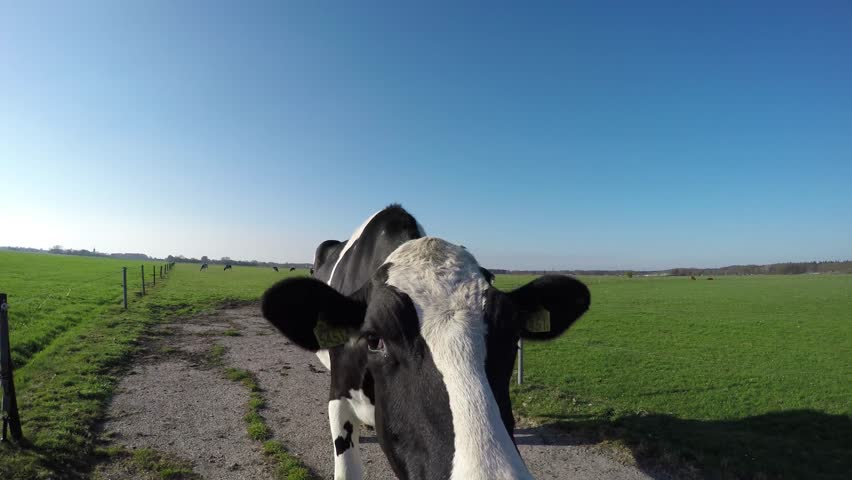 Curious young cute crazy black white Holstein cow on concrete path smelling and licking camera on green grass field sunny crisp blue sky background dairy cattle moving head fast up and down summer 4k Royalty-Free Stock Footage #9711233