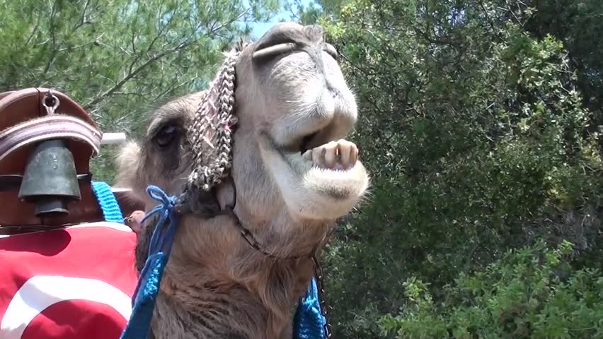 Head of chewing camel with a Turkish flag and a bell on its hump, close up
