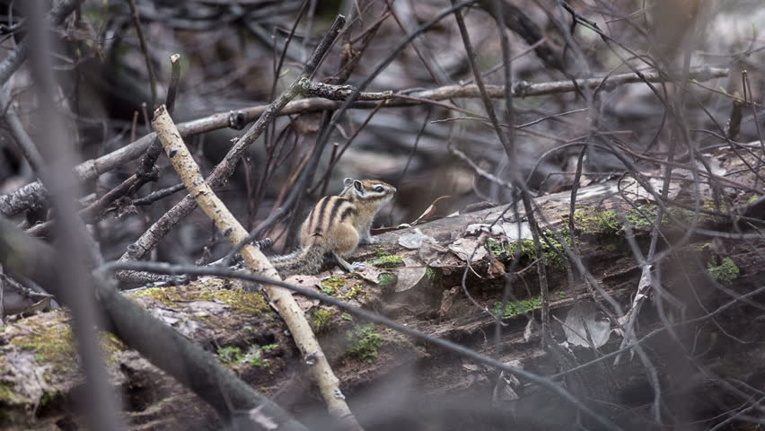 Chipmunk in their natural habitat