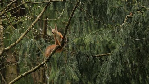 squirrel jump in green forest slow motion. 31% of real speed