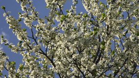 Adorable cherry branches with amazing white blossom and young green tiny leaves, trembling on blue sky background with moving cloud. Wonderful revival of nature in HD clip with time lapse effect.