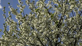 Adorable sunlit cherry branches with amazing white blossom and young green tiny leaves, waving on blue sky background. Wonderful revival of excellent nature after winter in beautiful HD clip.
