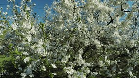 Branch with cherry flowers on background of small cherry