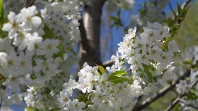 Close-up of white cherry blossoms are swaying in the spring breeze, native XAVC-S 50fps RX10 video