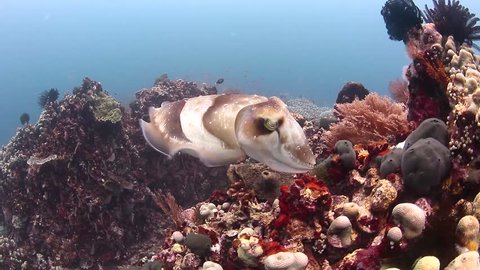A large Cuttlefish swims around a coral reef, changing pattern and texture as it moves