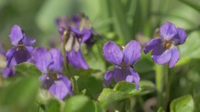 European common violet flower buds garden also known as Viola Odorata 4K 2160p UHD footage - Sweet violets moving on wind first spring plants background 4K 3840X2160 UltraHD video