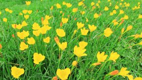 Flower bed of buttercups swaying in wind