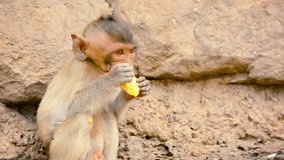 1920x1080 video - Young crab eating macaque ravenously devouring the food he previously stole from an unsuspecting tourists bag. in Phra Prang Sam Yod. Thailand.
