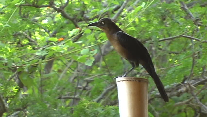 Magpie on a rod