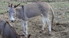 Funny footage of donkey and eland antelope fighting for food   