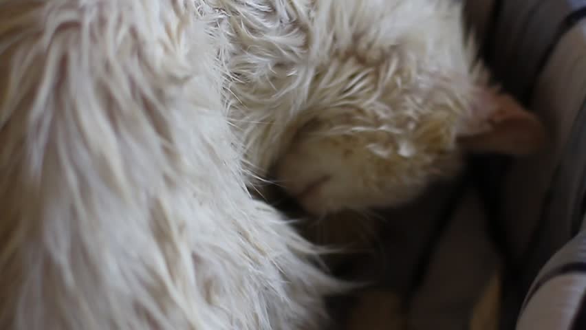 wet white cat