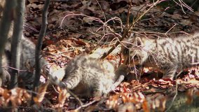 4K footage of a Wildcat (Felis silvestris) mother with her kittens in the Bayerischer Wald National Park in Germany. The wildcat is a small cat found throughout most of Africa, Europe and Asia.