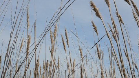 Cane Sky Stock Footage Video (100% Royalty-free) 9735851 | Shutterstock