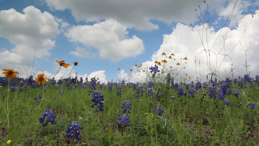 Texas Landscape in Spring