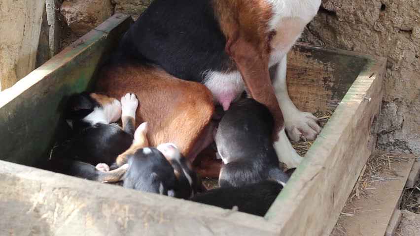 Girl Breastfeeding Puppy