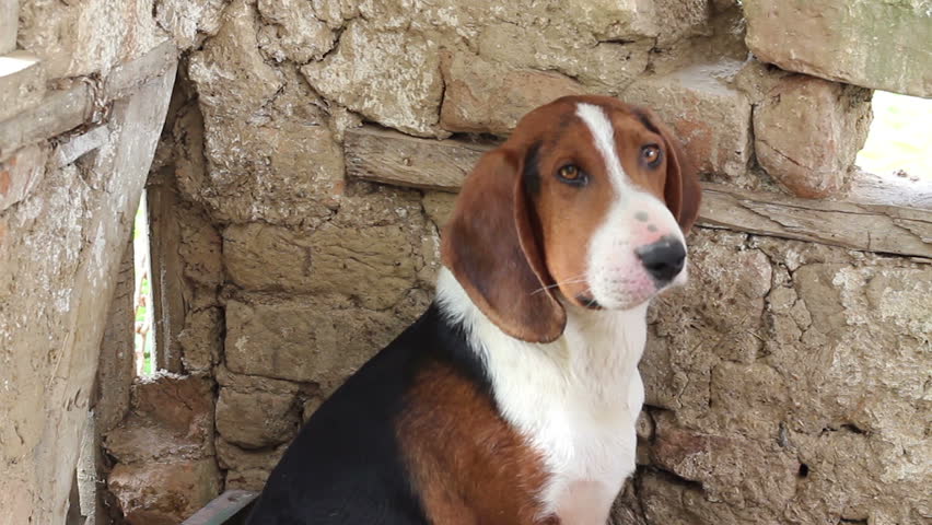 serbian tricolour hound