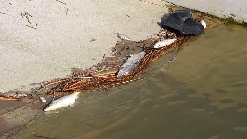 dead fish washed up on shore	